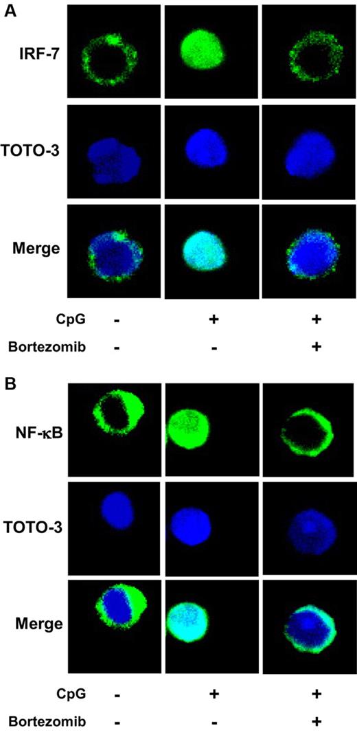 Figure 7. Bortezomib inhibits the nuclear translocation of IRF-7 and NF-κB in pDCs. Purified pDCs were cultured in the absence or presence of 10nM bortezomib for 3 hours and stimulated with 0.5μM ODN2216 for 3 hours. The cells were stained with rabbit anti–IRF-7 (A) or NF-κB p65 (B) and with Alexa Fluor 488–conjugated goat anti–rabbit immunoglobulin G as a secondary antibody. Nuclei were identified using TOTO-3 dye. The data are representative of 3 experiments.