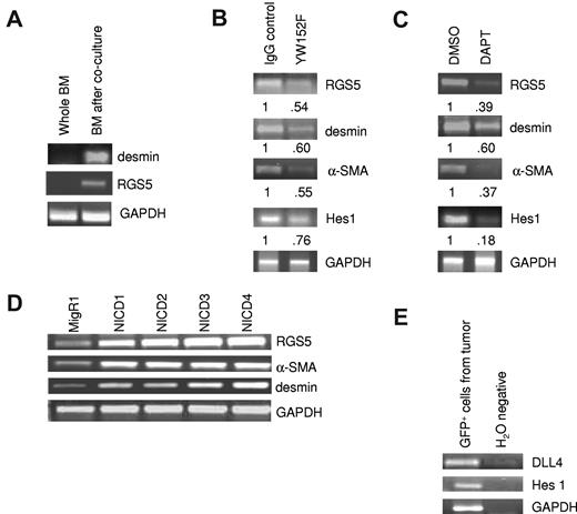 Figure 1. DLL4-Notch signaling is important for expression of pericyte markers in vitro. (A) Whole BM was isolated from the femurs of transgenic mice and grown in coculture with SC9-19 mouse embryonic stromal cells for 1 week. GFP+ BM cells were then isolated from the cocultures by FACS, and RNA was extracted. RT-PCR was performed for desmin and RGS5 on freshly isolated whole BM and on BM cells after 1 week in coculture. (B-C) GFP+ BM cells were isolated from the femurs of transgenic mice and grown in coculture with SC9-19 mouse embryonic stromal cells. Cells were treated daily with either IgG or YW152F (B) or dimethylsulfoxide or DAPT (C) for 1 week. GFP+ BM cells were then isolated from the cocultures by FACS and RNA was extracted. RT-PCR was performed to quantify RGS5, desmin, α-SMA, or Hes1 mRNA levels. Densitometry values are presented below each band. Experiments were repeated at least 2 additional times with similar results; data shown are representative. (D) 10T1/2 mesenchymal precursor cells were transfected with either MigR1 vector control or MigR1 containing the active domains of each of the 4 Notch receptors (NICD1-4). Forty-eight hours later, RNA was collected and mRNA levels were measured by RT-PCR for RGS5, α-SMA, and desmin. Experiments were repeated 3 times with similar results; results are representative. (E) TC71 cells were injected subcutaneously into nude mice that had previously received GFP+ BM transplants. When tumors reached 2 cm3, mice were killed and tumors were harvested and digested to form single-cell suspensions. GFP+ BM-derived cells were collected using FACS, and RNA was isolated from these tumor-derived GFP+ BM cells. RT-PCR was performed for DLL4 and Hes1.