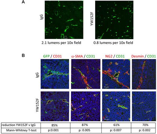 Figure 2. YW152F treatment affects tumor vessel morphology and the number of GFP+, α-SMA+, desmin+, and NG2+ cells. TC71 cells were subcutaneously injected in nude mice that had previously received GFP+ BM transplants. Mice were treated twice weekly with YW152F or IgG for a total of 5 treatments. Mice were then killed and tumors were analyzed by immunohistochemistry. (A) CD31+ endothelial cell structures. The number of open lumens per 10× field was manually counted. The average of 5 fields was determined for each tumor. (B) Anti-GFP was used to identify BM-derived cells; α-SMA, desmin, and NG2 were used to identify pericytes/vSMCs. Five 10× fields from each tumor were used to quantify cell numbers using Simple PCI software. The percentage reduction in the average positive pixel/nuclei ratio in YW152F-treated tumors compared with IgG-treated tumors was determined.