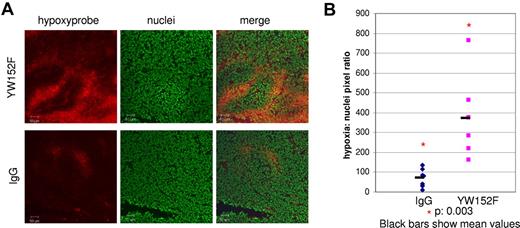 Figure 3. Hypoxia is increased in tumors treated with YW152F. TC71 cells were subcutaneously injected in nude mice. Mice were treated with YW152F or IgG as described in “YW152F treatment in vivo.” Before killing, mice were injected with Hypoxyprobe-1 to identify hypoxic cells. (A) Hypoxic regions (red) were identified by immunohistochemical analysis using anti–Hypoxyprobe-1. Nuclei were identified using Sytox Green (green). (B) The ratio of the total number of hypoxic cells to nuclei was determined using Simple PCI software for 5 fields per tumor, and the average values were calculated. Blue diamonds represent average hypoxia/nuclei ratios for IgG-treated tumors, and pink squares represent YW152F-treated tumors. Black bars show mean values.