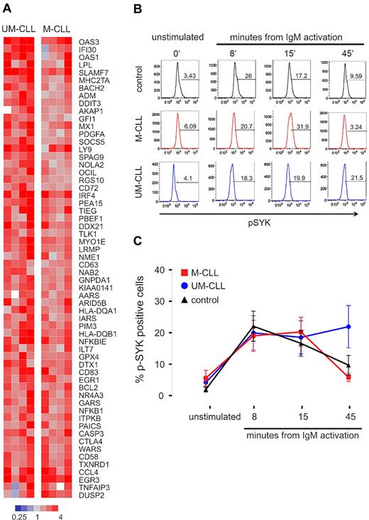 Figure 3. Activation of the B-cell receptor on CLL cells induces a characteristic gene expression signature and phosphorylation of SYK. (A) Gene expression changes in UM-CLL (n = 4) and M-CLL (n = 4) samples 6 hours after in vitro IgM cross-linking. Sixty-one genes showing a > 2-fold change between unstimulated and stimulated cells (P < .001) were identified and constitute a “CLL-BCR gene signature.” Gene expression changes in response to BCR engagement is depicted in a heat map according to the scale shown. Genes are sorted top to bottom for the ratio between the average up-regulation in UM-CLL compared with M-CLL cells. (B) Phosphorylation of SYK (p-SYK) after in vitro IgM cross-linking was assessed by flow cytometry in cells gated on CD3−SYK+IgM+ at the indicated time points. (C) Mean and SD of the percentage of pSYK-positive cells in CLL subtypes (UM-CLL n = 14, M-CLL n = 13) and normal B cells (control n = 11) are shown. Differences between groups was assessed by Student t test (P = .013 for UM-CLL vs M-CLL at 45 minutes; all other comparisons were not significant).