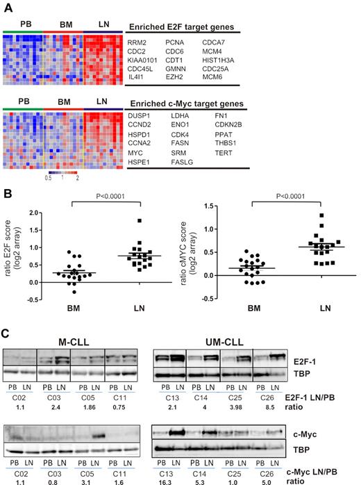 Figure 6. Tumor proliferation and c-MYC activation in the tissue microenvironment. (A) Genes of the E2F and c-MYC signatures that were most significantly enriched in the LN as identified by GSEA (leading-edge genes) are depicted in a heat map for the 12 patients having contributed cells from all 3 compartments. For E2F only genes that were at least 1.5-fold more highly expressed in LN than PB are shown. (B) The E2F and c-MYC scores were computed individually as the average of the mRNA expression level of the leading-edge genes for each sample. Shown is the ratio of the E2F and c-MYC scores in BM (n = 19) or LN (n = 17) relative to the score of the matched PB sample. Comparison between BM and LN was by Student t test. (C) Western blot of nuclear protein extracts from purified CLL cells were probed with anti-E2F1 or anti–c-MYC antibody, quantified by densitometry, and normalized to TBP. The ratios of LN- to PB-derived cells for E2F1 and c-MYC protein expression are indicated.
