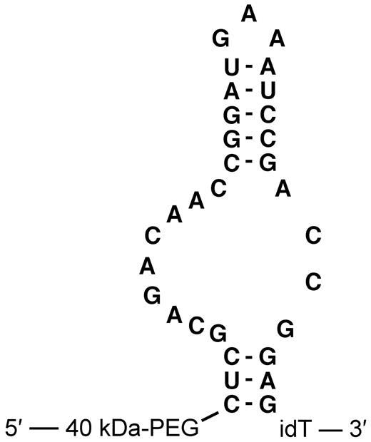 Figure 1. Primary sequence and proposed secondary structure of anti–mouse P-selectin aptamer ARC5690. ARC5690 is with 40-kDa PEG. idT, inverted 2′-deoxy-thymidine.