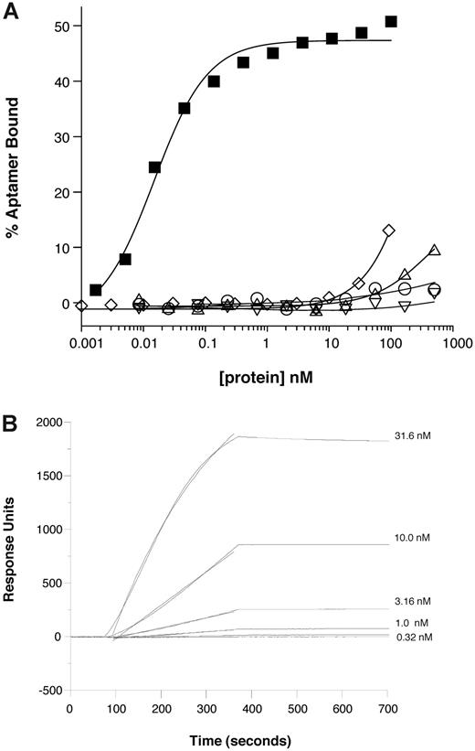 Figure 3. Anti–P-selectin aptamer binds to murine P-selectin with high specificity. (A) Nitrocellulose filtration assays were performed with 5′-32P-radiolabeled ARC5690 (lacking 5′-PEG) in the presence of increasing concentrations of mouse P-selectin (■), E-selectin (○), L-selectin (▵), or human P-selectin (▿). The aptamer binds to mouse P-selectin with a dissociation constant (KD) of approximately 15pM, and to other proteins with KD > 500nM (the highest protein concentration tested). Radiolabeled scrambled aptamer binds to mouse P-selectin (◇) with KD > 100nM (the highest protein concentration tested). (B) Surface plasmon resonance assay was performed with 5′-biotin–labeled ARC5690 (lacking 5′-PEG) immobilized to a streptavidin-derivatized microfluidics chip. Different concentrations of recombinant murine P-selectin (31.6, 10.0, 3.16, 1.00, and 0.32nM) were injected over the aptamer-coated surface. Surface plasmon resonance data were used to estimate a bimolecular association rate constant (kA) of 2 × 105M−1s−1 and dissociation rate constant (kD) of < 1 × 10−4/s (t1/2 > 2 hours) corresponding to a KD estimate of < 0.5nM.