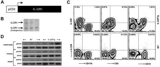 Figure 1. Transgenic mice express functional IL-22R1 on lymphocytes. (A) A schematic diagram of the IL-22R1 transgene driven by a mouse CD2 promoter. (B) Southern blot analysis of IL-22R1 transgene in founders on a C57BL/6 background. (C) Zebra plots of flow cytometric analysis for IL-22R1 expression on myeloid (CD11b+), T (CD3+), and B (CD19+) cells in peripheral blood leukocytes. (D) Western blot analysis of STAT3 phosphorylation (Tyr705) in the thymus, lymph nodes, and spleen from tg founders and nontransgenic littermates.