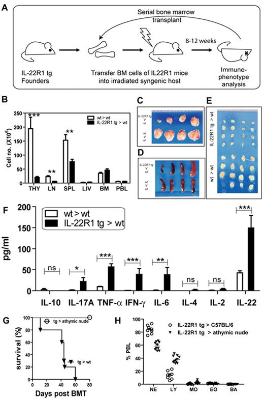 Figure 3. Transplantation of IL-22R1 tg hematopoietic cells into wt recipients results in T cell–mediated spontaneous multiorgan inflammation. (A) Schematic diagram showing serial bone marrow transplantation in tg (IL-22R1→wt) and wt (wt→wt) recipients. (B) Total cellularity of hematopoietic organs in wt (wt→wt) and tg (IL-22R1→wt) recipients. Gross morphology of the thymus (C), spleen (D), and lymph nodes (E). Images were acquired using a digital SLR camera (Sony DSLR-A330) with a Macro 2.8/50 lens. (F) Analysis of the concentrations of inflammatory cytokines (by CBA) and IL-22 (by ELISA) in the serum of IL-22R1 tg (IL-22R1→wt) and wt (wt→wt) recipients (n = 7). The data are represented as the mean ± SEM. *P < .05, **P < 0.01, ***P < .001. (G) Kaplan-Meier survival plot of wt and Foxn1nu recipients receiving bone marrow from IL-22R1 tg mice. (H) Percentage of neutrophils (NE), lymphocytes (LY), monocytes (MO), eosinophils (EO), and basophils (BA) in peripheral blood lymphocytes from athymic nude mice compared with wt controls receiving IL-22R1 tg bone marrow.