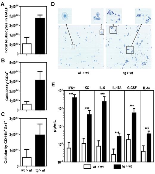 Figure 5. Analysis of BALF of tg and wt bone marrow recipients. Comparison of total leukocytes (A), T cells (B), and neutrophils (C) in BALF. (D) Cytospin and Giemsa staining of the BALF. (E) CBA array analysis of cytokine levels in BALF. Data from 1 experiment with 3 animals per group that is shown as mean ± SEM. ***P < .001.