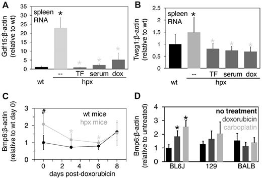 Figure 4. Further analysis of the effect of chemotherapeutic agents on hpx mice. (A-B) Splenic Gdf15 (A) and Twsg1 (B) levels were measured by QPCR and expressed as a ratio to β-actin levels in wild-type (wt) mice, untreated hpx mice (–), or hpx mice treated with 1.5 mg human Tf (TF) or 0.5 mL wild-type mouse serum (serum) every other day for 3 weeks or 0.25 mg doxorubicin (dox) for 6 days. Each bar represents 3 to 6 mice. Black and gray asterisks indicate statistical significance between the labeled value and wild-type or hpx mouse value, respectively. (C) Hepatic Bmp6 levels relative to β-actin levels were measured by QPCR in samples from doxorubicin-treated wild-type and hpx mice from Figure 3. The symbols ‘#’ and ‘*’ indicate statistical significance as in Figure 1. (D) Hepatic Bmp6 levels relative to β-actin levels were measured by QPCR in samples from wild-type mice treated with doxorubicin or carboplatin from Figure 2. A ‘*’ indicates statistical significance relative to untreated mice as in Figure 2.