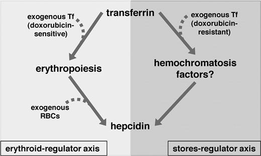 Figure 7. Model of Tf-dependent regulation of hepcidin expression. Tf-dependent regulation of hepcidin expression occurs via two axes in hpx mice. In the erythroid-regulator axis, Tf delivers iron to the erythron, leading to effective erythropoiesis; with effective erythropoiesis comes decreased activity of the erythroid-regulator and decreased inhibition of hepcidin expression. In the stores-regulator axis, Tf leads to stimulation of hepcidin expression in a process requiring hemochromatosis genes such as Bmp6, Hfe, Hjv and Tfr2. Treatment of hpx mice with exogenous Tf leads to effective erythropoiesis and decreased erythroid-regulator activity via the erythroid-regulator axis and stimulation of hepcidin expression via the stores-regulator axis. Treatment of hpx mice with wild-type RBCs leads to decreased erythroid-regulator activity without the need for endogenous erythropoiesis. Treatment of hpx mice with doxorubicin then Tf leads to stimulation of hepcidin expression via the stores-regulator axis.