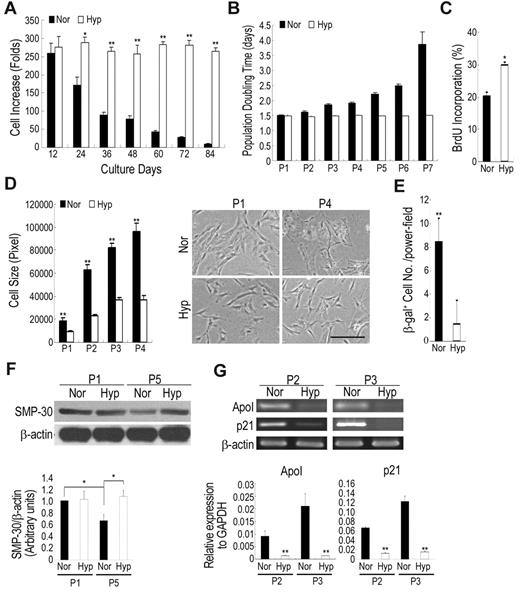 Figure 1. Hypoxic culture increases expansion efficiency and decreases in senescence. Cells were seeded at 50 cells/cm2 and cultured under normoxic and hypoxic conditions. After 12 days of culture, the cells were recovered and reseeded at 50 cells/cm2 and cultured under the same conditions. Cell expansion rate (A) and population doubling time (B) for each passage were calculated. Normoxic culture decreases in cell expansion rate and increases in population doubling time as the increase of passage number (Pn: Passage No). (C) Normoxic and hypoxic cells were incorporated with BrdU for 18 hours and then detected by flow cytometry. Hypoxic cells increase in BrdU incorporation rate compared with normoxic cells. (D) Photomicrographs (original magnifications, 10×/0.25 NA dry objective) of normoxic and hypoxic cells were captured using an Olympus IX70 inverted phase contrast/fluorescence microscope equipped with an Olympus DP70 digital camera (Olympus Japan) and analyzed with the Zeiss AxioVision 4.4 software. Hypoxic cells increase in cell size and become large and flat after expansion compared with hypoxic cells. (E) Cells expanded under normoxic and hypoxic conditions were stained with β-galactosidase (β-gal). Normoxic cells increase in the percentage of β-gal expression compared with hypoxic cells. (F) Western blotting and quantification for senescence marker protein-30 (SMP-30). After expansion, normoxic cells decrease in SMP-30 level, while hypoxic cells increase the expression. (G) Real time-PCR (top panel) and quantitative real time-PCR (bottom panel) analysis for markers of senescence. After expansion, the expression of senescence-related genes significantly increases under normoxic conditions compared with hypoxic conditions. Values are mean + SD; *P < .05 and **P < .01 indicate significant variance (independent t test) between normoxia (Nor) and hypoxia (Hyp). Bar = 50 μm.