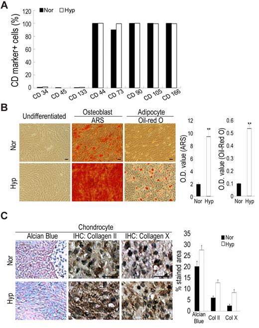 Figure 2. Hypoxic culture increases in stem cell properties. Cells were seeded at 50 cells/cm2 and expanded under normoxic and hypoxic conditions. (A) Flow cytometry for detecting surface CD markers. Cells under normoxic and hypoxic conditions have the same profile of surface CD markers. (B-C) Hypoxic cells increase in differentiation potential into osteoblasts, adipocytes and chondrocytes. (B) Normoxic and hypoxic cells at passage 6 were induced to differentiate to osteoblasts and adipocytes for 3 weeks, and stained by ARS and Oil Red O, respectively. Stained dye was extracted and OD values were measured. (C) Normoxic and hypoxic cells at passage 6 were induced to differentiate to chondrocytes for 3 weeks, and Alcian Blue staining and immunohistochemical study for collagen II and X were performed. Quantitative data performed by the computerized image analysis show hypoxic cells increase in Alcian Blue staining and IHC for collagen II and X. Values are mean + SD; *P < .05 and **P < .01 indicate significant variance (independent t test) between normoxic and hypoxic groups. Bar = 20 μm.