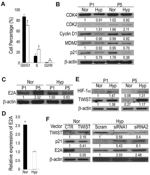 Figure 3. HIF-TWIST inhibits p21 expression via suppressing E2A protein level and activity. (A) Analysis for cell-cycle distribution in normoxic and hypoxic cells by propidium iodide (PI) staining followed by flow cytometric analysis. G0/G1 phase is reduced but S and G2/M phases are increased in hypoxic cells compared with normoxic cells. (B) Western blotting for cell-cycle-related proteins. Hypoxic cells decrease in p21 protein level compared with normoxic cells. (C) Western blotting and (D) quantitative RT-PCR for E2A expression. After expansion, normoxic cells increase in E2A protein and mRNA levels compared with hypoxic cells. (E) Western blotting for HIF-1α and TWIST. Expression of HIF-1 and TWIST are decreased in normoxic cells compared with hypoxic cells. (F) Cell lysates were detected by Western blotting. Compared with control vectors, overexpression of TWIST in normoxic cells inhibits the expression of p21 and E2A, and siRNAs against TWIST in hypoxic cells induces p21 and E2A expression. The results shown here are representative of 3 independent experiments. Values are mean + SD; *P < .05 and **P < .01 indicate significant variance (independent t test) between normoxic and hypoxic groups.