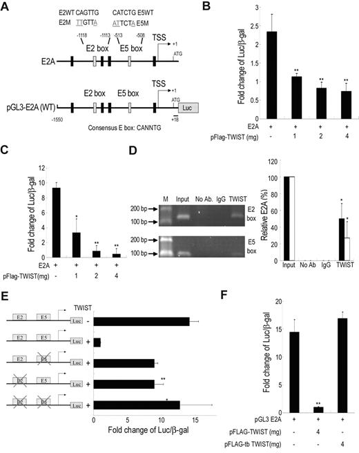 Figure 4. TWIST directly inhibits E2A transcription by binding to E-box motif in E2A promoter. (A) Genomic organization of the region flanking the promoter region of human E2A (top panel) and the schematic representation of the pGL3-E2A reporter construct. Transcription start site, TSS. Reporter assays showing, in immortalized MSCs (B) or 293T (C), TWIST represses the E2A promoter in a dose dependent manner (n = 3). β-galactosidase was used as a control of transfection efficiency. (D) ChIP analysis of immortalized MSCs after transfection of pFLAG-TWIST. The chromatin was incubated either without antibodies, with an anti-TWIST antibody or with an isotype IgG antibody. Fragments of the E2-(147bp) and E5-(115bp) box in the E2A promoter were amplified by PCR (left panel) and were also quantified with quantitative RT-PCR (right panel). Input, 2% of total input lysate. Results are shown as the mean ± SD values (black bar for E2 box; white bar for E5 box). (E) Mutational analysis of E2-box and E5-box sites in the E2A promoter in 293T cells. Reporter constructs containing wild-type E2A (WT), E2-box (E2M) or E5-box (E5M) mutations, or double mutations (E2E5M) were generated and used to analyze the importance of these sites in mediating repression by TWIST (n = 3). (F) Truncation of the bHLH domain (tbTWIST) inhibits TWIST repression of E2A promoter (n = 3). Each ratio was normalized to the control (pGL3 basic vector), and significance was determined by Student t test. *P < .05, **P < .01 vs control.