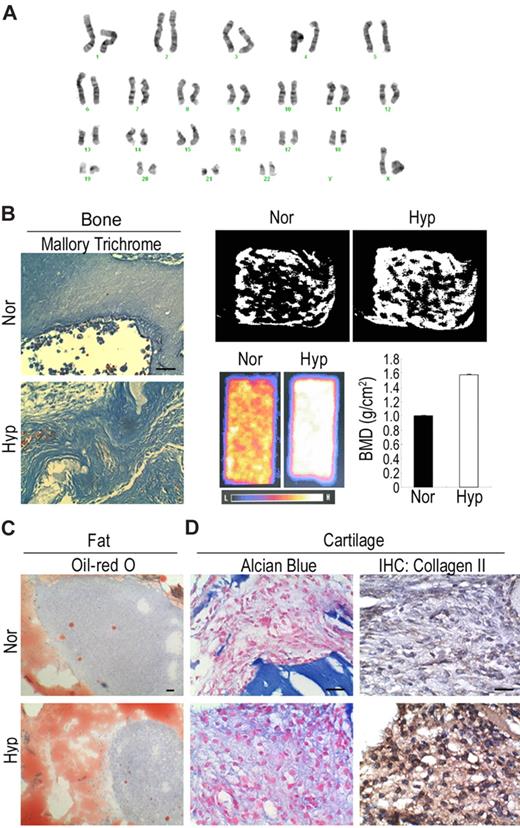 Figure 6. Safety and efficiency of hypoxic culture. (A) Karyotyping analysis shows hypoxic MSCs have normal karyotype. (B) For in vivo bone formation, cells were delivered in ceramic cube and induced in osteogenic medium for one week followed by transplantation under beneath the dorsal skin of NOD-SCID mice for 4 weeks. Mallory trichrome staining (left panel) shows hypoxic cells increase in collagen synthesis. Micro-CT (right top panel) shows hypoxic cells increase in trabecular formation. DEXA (right bottom panel) shows hypoxic cells increase in bone mineral density. (C) For in vivo fat formation, cells were mixed with basic FGF and transplanted in NOD-SCID mice for 4 weeks. Oil Red O staining shows hypoxic cells increase in the accumulation of fat droplets. (D) For in vivo cartilage formation, cells were encapsulated in alginate beads and induced in chondrogenic medium for one week followed by transplantation into NOD-SCID mice for 4 weeks. Alcian Blue staining and immunohistochemistry for type II collagen demonstrate hypoxic cells increase in the synthesis of proteoglycan and type II collagen. Bar = 50 μm.