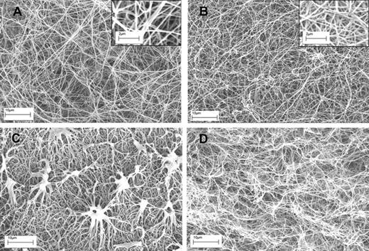 Figure 3. SEM images of fibrin clots formed using high and low thrombin concentrations before and during lysis using tPA. (A-B) The structure of fibrin5 and fibrin100 formed at 5 and 100nM thrombin, respectively. Insets are areas from panels A and B at higher magnification to show more detail of the fibrin fiber structure present in each clot. (C-D) The same kind of fibrin but after 10 minutes of lysis after the addition of tPA to the surface of the clot. (C) Characteristic fibrin aggregate structures in fibrin5 that are not formed in fibrin100.