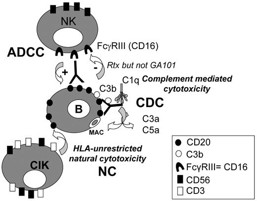 Figure 7. Multiple mechanisms of B lymphoma cell killing by CIK cultures in the presence of anti-CD20 mAbs and human serum. CIK cells kill B lymphoma target by an HLA-unrestricted mechanism (natural cytotoxicity, NC). In the presence of anti-CD20 mAbs, complement-dependent cytotoxicity (CDC) may take place, as well as antibody-dependent cellular cytotoxicity (ADCC), by activated NK cells present in CIK cultures. NK activation and ADCC induced by rituximab, but not by GA101 coated target cells, are inhibited by complement fragments deposited on the antibody.
