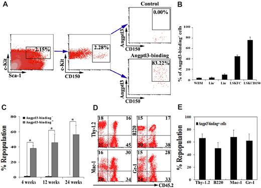 Figure 1. Most BM HSCs bind to Angptl3. (A-B) Freshly isolated adult BM Lin− cells isolated by AutoMACS were incubated with 1500 ng/mL Angptl3 and then stained with goat anti-Angptl3 antibody, followed by anti–goat-APC, anti–Sca-1-PE/CY5.5, anti–c-Kit-FITC, and anti–CD150-PE (or anti–Flk-2-PE, and anti–CD34-PE) antibodies. (A) Flow cytometry plots demonstrating that 83% Lin−Sca-1+Kit+CD150+ cells bound to Angptl3 compared with controls. (B) Summary of the percentages of total BM, Lin−, Lin+, and LSKCD34−FLK-2− cells (LSKFC) or LSKCD150+ cells (LSKCD150) that bound to Angptl3. (C-E) Freshly isolated adult CD45.2 BM cells were incubated with Angptl3 and then stained with goat anti-Angptl3 and anti–goat-Cy5 antibodies. Incubation without goat anti-Angptl3 and cells not treated with Angptl3 served as negative controls. (C) Thirty thousand positively stained cells and the same number of negatively stained cells were transplanted together with 1 × 105 CD45.1 competitor cells into lethally irradiated (10 Gy) CD45.1 mice (n = 8-9). Peripheral blood engraftments are shown at 4, 12, and 24 weeks after transplantation. (*statistically significant difference between 2 groups, P < .05). (D) Representative FACS plots of peripheral blood mononuclear cells, demonstrating the multilineage contributions of Angptl3-binding HSCs in 1 mouse at 24 weeks after transplantation. (E) Multilineage contribution of Angptl3-binding cells at 12 weeks after transplantation (n = 9).
