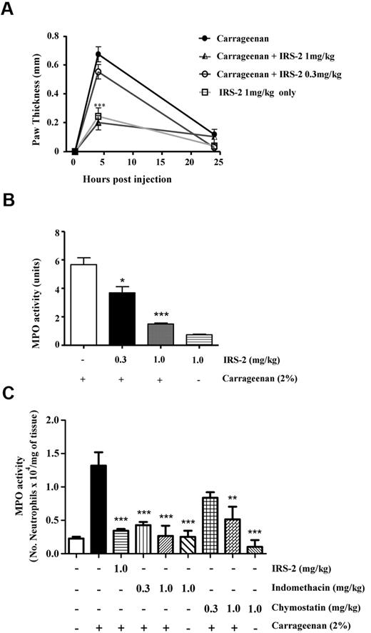 Figure 3. IRS-2 inhibits carrageenan-induced acute inflammation. Mice received carrageenan injections intraplantary in either the absence or presence of 0.3 or 1 mg/kg IRS-2. (A) Edema formation was evaluated at 4 and 24 hours after injection (abscissa) as the increase in paw thickness (in millimeters). (B) Neutrophil recruitment in inflamed footpads was evaluated by measuring tissue myeloperoxidase activity, expressed as units of activity/g of tissue (ordinate). Bar 1 (numbering left to right), activity detected when only carrageenan was administered to mice; bars 2 and 3, effect of coadministration of carrageenan with 0.3 and 1 mg of IRS-2 per 1 kg of body weight, respectively. Bar 4, IRS-2 injected without carrageenan. (C) Mice received injections of saline (-), carrageenan, carrageenan plus IRS-2 (1 mg/kg), indomethacin (0.3 and 1 mg/kg) or chymostatin (0.3 and 1 mg/kg). At 4 hours after injection, the hind paws were collected for MPO analysis and the amount of neutrophils per milligram of tissue was estimated by comparison with purified neutrophils. Asterisks represent statistically significant differences in MPO activity (*P < .05; **P < .01; and ***P < .001), compared with groups injected with carrageenan only (1-way analysis of variance followed by Tukey post-hoc test; n:4 in each group).