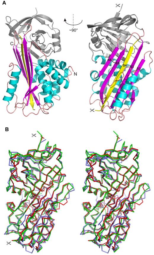 Figure 7. Crystal structure of IRS-2. (A) Overall 3-dimensional structure of IRS-2 in a cartoon representation. The central β-sheet A (magenta) and surrounding helices (cyan) are highlighted. The reactive center loop is cleaved in the relaxed (R-state) conformation of IRS-2 and forms the S4 β-strand (yellow) inserted into the β-sheet A; the termini generated by this proteolytic cleavage are marked by scissors. N- and C-termini of IRS-2 are labeled (N, C). (B) Stereo image showing a superposition of Cα traces of IRS-2 (red) with 2 homologous mammalian serpins in the R-state conformation. Antithrombin III (blue; 1ATT) and α-1-antichymotrypsin (green; 2ACH) display a high level of similarity to IRS-2 with regard to structural homology and inhibitory specificity, respectively.