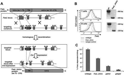 Figure 1. Establishment and validation of knockout/knockin mice that lack the intracellular FasL domain. (A) Targeting strategy for the establishment of FasL ΔIntra mice. DNA sequences coding for the first 73 amino acids were deleted in exon 1, and a tk-neo selection cassette flanked by loxP sites was inserted into intron 1. Subsequent excision of this cassette by Cre recombinase left a single loxP site in the genome. (B) T and B lymphocytes from homozygous FasL ΔIntra mice express the truncated FasL molecule lacking the intracellular domain. Left panel, surface expression of full-length and mutant FasL molecules at the surface of activated lymphocytes isolated from wild-type and homozygous FasL ΔIntra mice. Freshly isolated lymphocyte populations from spleen were stimulated with plate-coated 5 μg/mL anti-CD3 antibody (T cells), or with 10 μg/mL LPS (B cells) for 24 hours. One representative experiment of 4 is shown. Wild-type cells are represented by the solid lines, FasL ΔIntra cells by the dotted lines, and the isotype control by the wide dashed lines. Right panel, RT-PCR analysis reveals FasL ΔIntra mRNA expression in T and B cells. Total RNA was isolated from purified splenic wild-type and FasL ΔIntra T and B cells, which had been stimulated for 24 hours with 1 μg/mL anti-CD3 (T cells) or for 4 hours with 1 μg/mL anti-IgM (B cells). The primer pair used for RT-PCR amplification of the FasL ICD allowed to distinguish cDNA from genomic DNA template (intron-spanning). (C) T cells isolated from homozygous FasL ΔIntra mice retain the ability to kill in a FasL-dependent manner. The killing capacity of restimulated T cell blasts (10 μg/mL anti-CD3 antibody, 24 hours) from wild-type, FasL ΔIntra and both homozygous and heterozygous gld mice was determined by coculture experiments. Fas-sensitive, CFSE-labeled A20 target cells were used at an effector:target ratio of 2.5:1 for 6 hours in the presence of 10 μg/mL anti-CD3 antibody. Killing capacity is expressed as the percentage of apoptotic subG1 A20 target cells minus the percentage of dead cells observed in the presence of 100 μg/mL Fas:Fc. Columns represent the mean and bars the SE of 4 individual experiments.