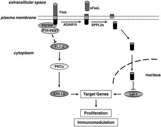 Figure 7. Model of FasL reverse signaling and the underlying molecular mechanism. At least 2 signaling pathways might be involved in transmitting the antiproliferative stimulus into the FasL-bearing cell. Recruitment of the tyrosine phosphatase PTP-PEST by the FasL-binding adaptor protein PSTPIP may lead to inhibition of ERK1/2 activity. In parallel, triggering of FasL followed by proteolytic cleavage of the molecule by ADAM10 and SPPL2a results in liberation of the FasL ICD into the cytoplasm, from where it translocates to the nucleus and influences gene transcription by binding to and inhibiting the transcription factor Lef-1.