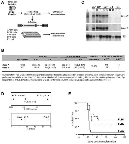 Figure 1. Generation of a stem cell leukemia (FLA2). Overview of the experimental strategy. (A) E14.5 FL cells were isolated from C57BL/6:Pep3b (Ly5.1) mice and sorted for KLS cells. A fraction of sorted cells was plated at limiting dilution in 24-well plates containing murine stem cell virus Hoxa9-ires-Meis1a-pgk-Neo retroviral producers. Transduced cells were transplanted into congenic mice at a dose of one well per mouse. (B) Summary of CFC and transplanted CRU infection efficiency. Numbers of infected CFCs and CRUs were estimated according to progenitor infection percentage. (C) Northern blot analysis of Hoxa9 and Meis1 mRNA levels in leukemia (*) and healthy mice (B3 and B4) with 18S RNA levels were used as loading control. + indicates GP + E86 viral producers of retrovirus; and −, noninfected GP + E86 cells. (D) Leukemia colony-forming cell (L-CFC; bottom panel) and L-HSC frequencies (top panel) determined in primary recipients of FLA2, FLB2, and FLB1 cultures as measured by limiting dilution analyses. (E) Kaplan-Meier-like plot comparing survivals of secondary mice transplanted at limiting dilutions (ie, one L-HSC per recipient, corresponding to 1 cell for FLA2 and several hundred for FLB1 and FLB2) where the survival curves for FLA2 and FLB1 are significantly different (P = .0001).