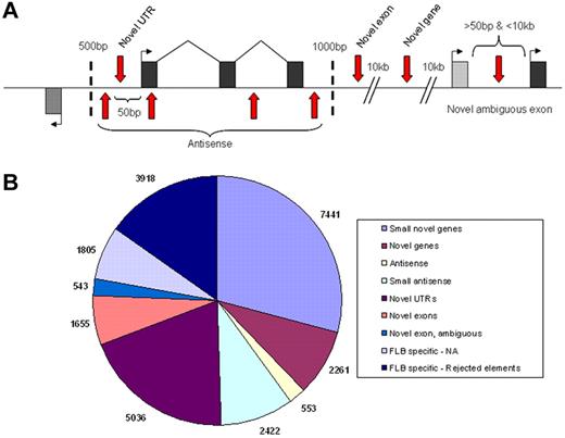 Figure 5. Classification of novel transcribed elements discovered. Exons within model genes are represented as black or gray exons, with the first exons marked by a bent arrow indicating the direction of transcription and vertical red arrows representing the various possible locations of novel transcribed elements (A). Locations relative to the model gene (shown in base pairs) represent the distant limits used for the various categories. The number of novel elements found within each category are shown (B) with small novel genes and small antisense being separated from their parent categories by a size limit of 150 bp.