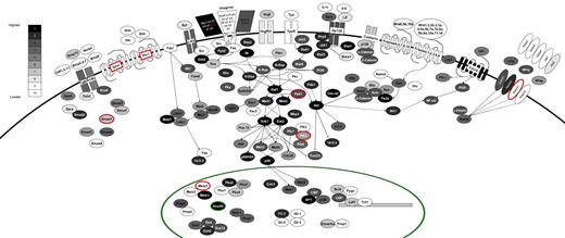 Figure 6. Signaling pathways active in FLA2/FLB1 cells. The components of a variety of intracellular signaling pathways are shown, colored according to their expression level. All expressed genes are divided evenly into bins 1 to 9 (1 being most highly expressed) with approximately 1500 genes per bin and all genes that are not expressed (∼ 13k) were placed into bin 10 where expression levels are based on RNA-seq values from FLA2 cells. The color scale corresponding to expression bins is shown in top left of diagram. Genes that are differentially expressed are shown surrounded by a red or green circle (for higher expression in FLA2 or FLB1 cells, respectively) or by red text in the case of Itgb2l (for higher expression in FLA2). Only partial wiring of known signaling pathways is shown to maintain clarity in the diagram.