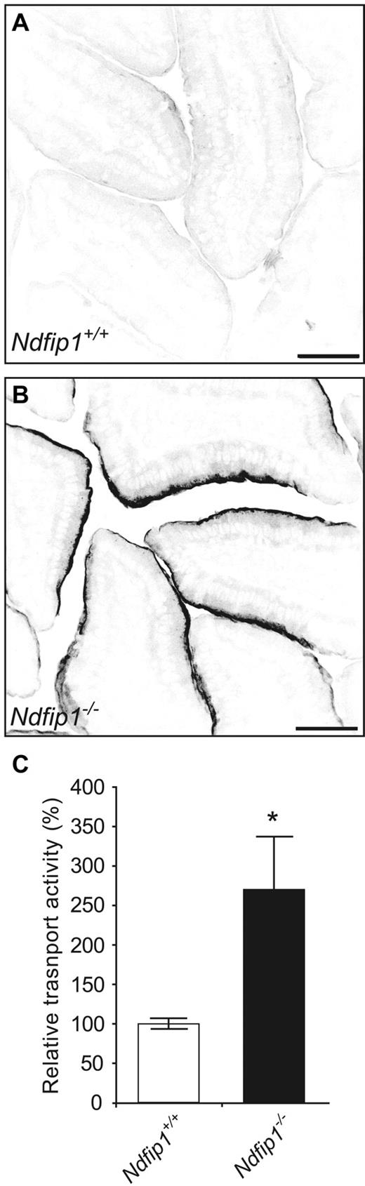 Figure 1. Ndfip1 is important for regulating DMT1 under iron-deficient conditions in vivo. DMT1 expression in the duodenum of (A) Ndfip1+/+ mice and (B) Ndfip1−/− mice fed a low iron diet for 3 weeks. DMT1 levels are increased in Ndfip1−/− mice compared with Ndfip1+/+ mice. Scale bar, 50 μm. (C) DMT1 relative transport activity in enterocytes isolated from Ndfip1+/+ and Ndfip1−/− mice fed a low iron diet. DMT1 activity is increased in Ndfip1−/− mice compared with Ndfip1+/+ mice. Data represented as mean ± SD,*P < .05, n = 3-7.