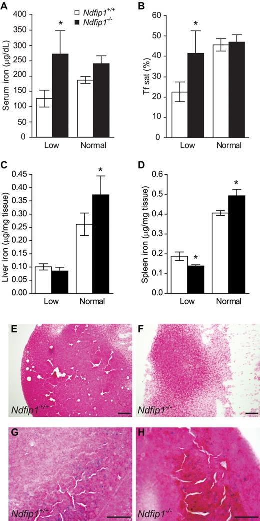 Figure 2. Ndfip1−/− mice show increased iron uptake under low iron conditions and increased iron storage under normal iron conditions. (A) Serum iron levels and (B) transferrin saturation (Tf sat) in Ndfip1+/+ and Ndfip1−/− mice fed a low- or normal iron diet. Both serum iron and transferrin saturation are increased in Ndfip1−/− mice on the low-iron diet compared with Ndfip1+/+ mice. Iron stores in (C) liver and (D) spleen. Data represent mean ± SD, *P < .05, n = 3-7. Bone marrow iron levels in (E) Ndfip1+/+ mice and (F) Ndfip1−/− mice on the low-iron diet and in (G) Ndfip1+/+ mice and (H) Ndfip1−/− mice on the normal diet. Scale bar, 50 μm. Iron stores are significantly increased in Ndfip1−/− mice on the normal diet compared with Ndfip1+/+ mice.