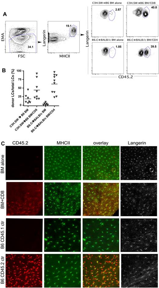 Figure 3. Donor T cells induce variable turnover of Langerhans cells. Ears from transplanted mice were analyzed for LC turnover by the LC-migration assay (A-B) and by immunofluorescence (C). To identify LCs (A), we gated on ethidium monoazide-negative cells (left panel) that were Langerin+MHCII+ (second panel) Note that nearly all MHCII+ cells express Langerin. We gated on MHCII+Langerin+ cells and determined the fractions that were host- or donor-derived based on expression of CD45.1 or CD45.2 (right panels). (B) Scatter plot of data analyzed as per panel A; each symbol represents data from an individual mouse. P < .03 comparing T-cell recipients to their respective BM-alone controls (data combined from 2 independent experiments with similar results). (C) Immunofluorescence staining. Epidermal preps were costained for expression of CD45.2 (red), MHCII (green), and Langerin (gray). Langerhans cells are present in recipients of BM only, but they are host-derived (CD45.2−; top row). With donor CD8 cells, donor CD45.2+ LCs engraft (second row), but engraftment is focal. Shown is an area of donor LCs abutting residual host LCs (see overlay of CD45.2 and MHCII staining in the third panel). The bottom 2 rows are staining of samples from CD45.1 and CD45.2 control mice. Images were originally captured with 200× magnification.