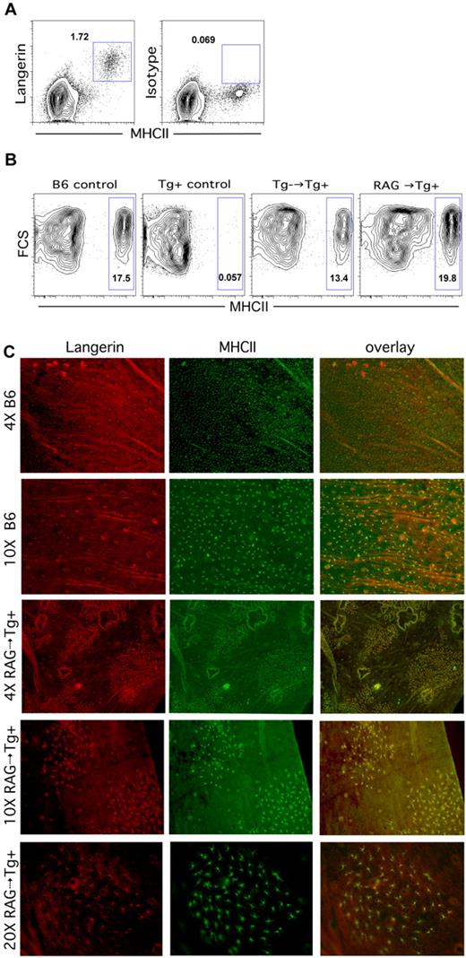 Figure 4. Donor Langerhans cells engraft in Langerin-DTA mice independent of donor T cells. (A-B) Flow cytometric analysis of LCs. LCs are present in ears of Langerin-DTA mice transplanted with T cell–depleted C3H.SW BM (A) (representative flow cytometry). Donor LCs engraft in Langerin-DTA recipients of Tg− BM (B third panel) or RAG1−/− BM (B fourth panel). The first 2 panels show data from unmanipulated B6 and Tg+ control mice. Data are representative of 3-6 mice per group from at least 2 independent experiments with similar results. (C) Epidermal preparations from B6 controls or RAG1−/−→Tg+ transplantation recipients were stained for Langerin (red, first column) and MHCII (green, second column); the overlay of Langerin and MHCII expression is shown in the third column. Note the patchy engraftment of donor LCs in RAG1−/−→Tg+ recipients.