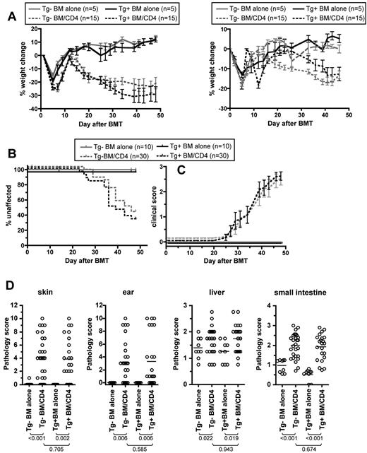 Figure 7. Donor Langerhans cells are not required for GVHD in the B6.C→BALB/c strain pairing. BALB/c mice were irradiated and reconstituted with Tg+ or Tg− B6.C BM with or without Tg+ B6.C CD4 cells. (A) Percentage weight loss. Two independent experiments are shown as left and right panels. Data were not combined due to differences in the kinetics and magnitude of weight loss in the 2 experiments. Experiment 1: P < .028 comparing each CD4 recipient group to its respective BM-alone group at all measurements; P > .05 comparing Tg+ and Tg− CD4 recipients at all measurements except days 13, 15, and 34). Experiment 2: P < .026 comparing each CD4-recipient group to its respective BM-alone group from day +33; P > .05 comparing percentage weight loss of Tg+ and Tg− CD4 on all days except day +2 and days +16 to +23. (B-C) Combined data from 2 experiments shown in A. (B) Percentage unaffected by skin disease (P < .003 comparing each CD4 recipient group to its respective BM-alone groups; P > .384 comparing Tg+ and Tg− CD4-recipient groups). (C) Clinical scores of mice affected by skin GVHD (P > .179 comparing Tg+ and Tg− CD4 recipient groups at all time points). (D) Pathology scores. P values are noted in the figure.