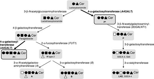 Figure 1. Scheme representing the biosynthesis of Pk, P and P1 antigens and some other related structures, such as the blood group H, A, and B antigens. The symbols used follow the recommendations of Varki et al;50 ie, glucose (▴), N-acetylglucosamine (■), galactose (●), N-acetylgalactosamine (□), fucose (Δ), and sialic acid (♦). Ceramide is abbreviated to Cer. Names of the involved glycosyltransferases are given, and genes known to underlie expression of blood group antigens are given in parentheses. Blood group antigens are written in bold, as are the enzyme activities involved in P1 and Pk synthesis, the 2 antigens most important for this study (also highlighted by black frames and thicker arrows).