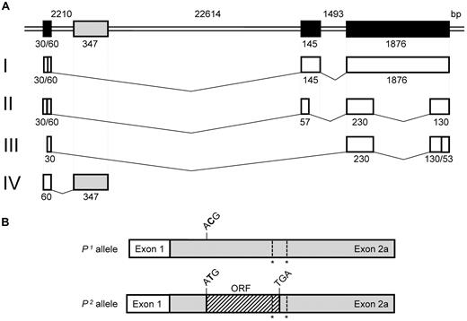 Figure 3. A4GALT and transcript variants. (A) Schematic presentation of A4GALT at the top with the 3 previously known exons (in black) and a novel exon (here designated exon 2a in gray). The GenBank accession no. NC_00022.10 sequence was used to calculate exon and intron sizes indicated below or above their respective symbols. Four different transcript variants (designated I-IV with previously known exons in white and the new exon 2a in gray) were found in the Ramos cell line, and the actual exon size according to sequencing is given below each white box. Transcript IV was also found in cultured primary human bone marrow cells. (B) The new transcript is shown with exon 1 in white and exon 2a in gray. It includes 1 polymorphism specific for P1/P2 (ACG versus ATG, in which the SNP is highlighted in bold) and 2 unspecific polymorphisms (indicated by asterisks). In P2, the specific polymorphism gives rise to an ORF (hatched) with the potential to be translated into a 28-amino acid peptide.