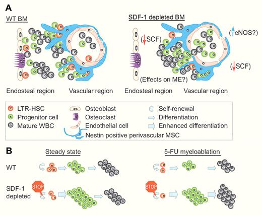 Suggested models for the regulation of hematopoiesis by SDF-1. (A) A suggested model for the regulation of hematopoiesis and BM topography by SDF-1. (Left) In WT mice, hematopoiesis is localized mainly in close proximity to the endosteal and vascular regions, where LTR-HSCs self-renew and produce more committed progenitors. These progenitors proliferate and differentiate giving rise to all kinds of mature WBCs. (Right) In SDF-1–depleted mice, hematopoiesis is restricted to the vascular region, possibly due to endosteal niche dysfunction and/or due to increased levels of phosphorylated eNOS. SCF levels are down-regulated, and the LTR-HSC pool is decreased to the benefit of the enlarged progenitor pool. How the microenvironment (ME) itself is influenced by the lack of SDF-1 is yet to be defined. (B) A suggested model for the regulation of hematopoiesis by SDF-1 in steady state and after 5-FU myeloablation. (Left) During steady state, SDF-1–depleted mice have decreased levels of LTR-HSCs probably due to reduced self-renewal. In addition, these mice possess an enlarged proliferating pool of HSPCs with no change in WBC counts. (Right) After 5-FU myeloablation, SDF-1–depleted mice exhibit enhanced recovery of both progenitors and mature WBCs, probably also at the expense of LTR-HSCs. This enhanced hematopoietic recovery provides these mice with a clear survival advantage compared with WT mice. (Professional illustration by Paulette Dennis.)