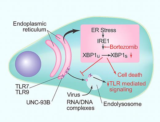 Proteasome inhibition in pDCs. ER stress leads to IRE1-mediated splicing of XBP1 as a part of unfolded protein response. Bortezomib-mediated inhibition of this pathway leads to induction of cell death and inhibits transport of Toll-like receptors to the endolysosome. (Professional illustration by Paulette Dennis.)