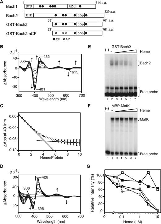 Figure 1. Bach2 is a heme-binding protein. (A) A schematic representation of the Bach1 and Bach2 domain structure. The bZip domain, BTB domain (Broad complex-Tramtrack-Bric-a-brac domain), known as a protein-protein interaction motif, and CP motifs are indicated with boxes and filled circles. GST-Bach2 and GST-Bach2mCP illustrate the recombinant Bach2 fragments examined in this study. GST-Bach2mCP contains Cys→Ala mutations in the 5 CP motifs. (B) The heme titration of GST-Bach2 (1μM) was monitored by the differences in absorption spectra. Each arrow represents the directions of the absorbance changes with increasing heme concentrations. (C) The titration curve observed at 401 nm for GST-Bach2 with heme. (D) The heme titration of GST-Bach2mCP as monitored by the differences in the absorption spectra. (E) EMSA was performed by the use of 60 ng of each recombinant GST-Bach2 and a MARE DNA probe. The heme concentrations were 0.05μM (lane 3), 0.1μM (lane 4), 1μM (lane 5), 3μM (lane 6), and 10μM (lane7). Representative EMSA data are shown from 3 independent experiments. (F) EMSA was carried out with 50 ng of recombinant MBP-MafK. The heme concentrations were the same as in panel E. Representative EMSA data are shown from 2 independent experiments. (G) The band intensities in panels E and F were measured by a densitometry analysis. The open circle with a dashed line, closed circle with a line, and closed gray circle with a gray line indicate 3 independent experiments of EMSA with GST-Bach2 proteins. The open box with the dashed line and filled box with the line indicate 2 independent EMSA experiment with MBP-MafK proteins.