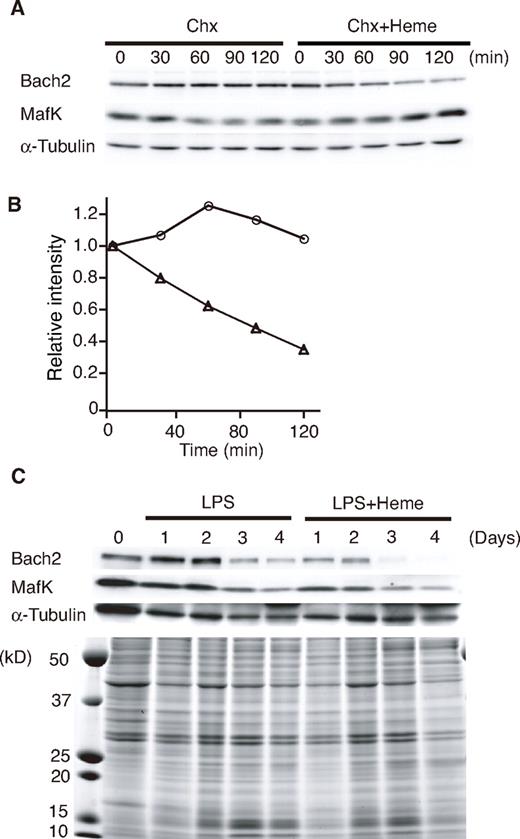 Figure 2. Heme induces Bach2 degradation. (A) Heme-induced degradation of endogenous Bach2. The 18-81 pre-B cells were treated with 5μM heme or without heme for the indicated periods (minutes) in the presence of Chx. A Western blotting analysis of whole cell extracts was performed with antibodies against the indicated proteins. (B) Determination of the half-life of Bach2. The band intensities in panel A were measured by a densitometric analysis (National Institutes of Health imaging analysis). Open circle indicate treatment with Chx, and open triangles indicate treatment with Chx and 5μM heme. (C) Heme-induced degradation of endogenous Bach2 in mouse splenic B cells. Purified mouse splenic B220-positive B cells were stimulated with 20 μg/mL LPS in the presence or absence of 20μM heme for the indicated periods. A Western blotting analysis of whole-cell extracts was performed with antibodies against the indicated proteins (top). Coomassie blue staining of gels indicated that heme did not cause any gross change in the overall protein levels (bottom).