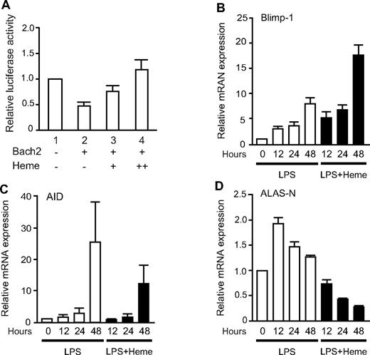 Figure 3. Effects of heme on the Bach2 transcription network. (A) The 18-81 cells were transiently transfected with the Prdm1 promoter-MARE-luc reporter and pCMV-Bach2 as described previously.16 Concentrations of 1μM (lane 3) and 5μM heme (lane 4) were added to each cell culture for 4 hours at the end of culture. The data are presented as the mean ± SD of triplicate determinations. (B-D) The relative expression levels of Blimp-1, AID, and ALAS-N mRNA, respectively, in mouse splenic B220-positive B cells. B cells were stimulated with 20 μg/mL LPS (open bars) or LPS and 20 μM heme (filled bars) for the indicated periods. The transcription levels were analyzed by qPCR. The data are presented as the means ± SD of triplicate determinations.