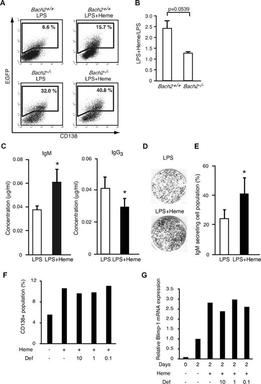 Figure 4. Effects of heme on plasma cell differentiation. (A) The expression of the Blimp-1-EGFP reporter gene determined by a FACS analysis. B220-positive cells from WT (Bach2+/+) Blimp-1-EGFP mice and Bach2-deficient Blimp-1-EGFP (Bach2−/−) mice were stimulated with 20 μg/mL LPS in the presence or absence of 20μM heme on day 2. Each gate shows the percentage of EGFP-positive cells. (B) The ratio of EGFP-positive cells cultured with LPS + heme or LPS alone in Bach2+/+ (left) or Bach2−/− (right) cells. The data are presented as the means ± SD of triplicate determinations. The statistical analyses were performed by the use of the Student t test. (C) The IgM and IgG3 secretion from splenic B220-positive B cells was analyzed by ELISA. B220-positive B cells were cultured with 20 μg/mL LPS alone (open bars) or LPS and 20 μM heme (filled bars) for 7 days, and the secreted immunoglobulin levels were measured. The data are presented as the means ± SD of triplicate determinations. Groups of 3-5 mice were used for the statistical analysis. P values (*P < .05) were calculated by use of the Student t test. (D) The differentiation of IgM-producing plasma cells in mouse splenic B220-positive B cells stimulated with 20 μg/mL LPS in the presence or absence of 20μM heme for 2 days. IgM-producing cells were detected by ELISPOT assay. (E) The percentage of IgM-secreting cells within the B-cell population. Each bar indicates the average percentage of IgM-secreting cells in 8 × 102 B cells (open bars: stimulation with LPS alone, filled bars: stimulation with LPS and heme). The data are presented as the means ± SD of triplicate determinations. Groups of 3-5 mice were used for the statistical analysis. *P values were calculated with use of the Student t test. (F-G) The percentages of cells expressing CD138 (F) and relative expression levels of Blimp-1 mRNA (G) in splenic B cells from in vitro culture treated with LPS for 2 days. Heme and deferroxamine (μM) were added as indicated. Mean of 2 independent experiments are shown.