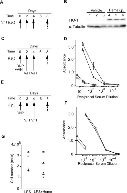 Figure 5. The effects of heme on the immune response. (A-B) Mice were injected intraperitoneally with heme (H) or vehicle (V; 3 mice/group) every other day (3 times; arrow). The total liver homogenates were obtained from these mice and tested for protein expression by a Western blotting analysis using antibodies to HO-1. (C-D) Mice were immunized with DNP-Ficoll with or without heme (Day 0), followed by intraperitoneal injection of heme (H; n = 6) or vehicle (V; n = 6) every other day (Days 2, 4: 2 times; arrow). Sera were collected on days 0 (dashed line) and 8 (solid line) and were assayed for DNP-specific antibodies (open circles, vehicle; open triangles, heme). The data are presented as the means ± SD (E-F) Mice were immunized with DNP-Ficoll (Day 0) and treated with heme as described previously. The amounts of DNP-specific antibodies (open circles, vehicle; open triangles, heme) are shown as described previously. (G) The proliferation of primary B cells stimulated with LPS in the presence or absence of heme for 2 days. Each symbol shows data from the same mouse.