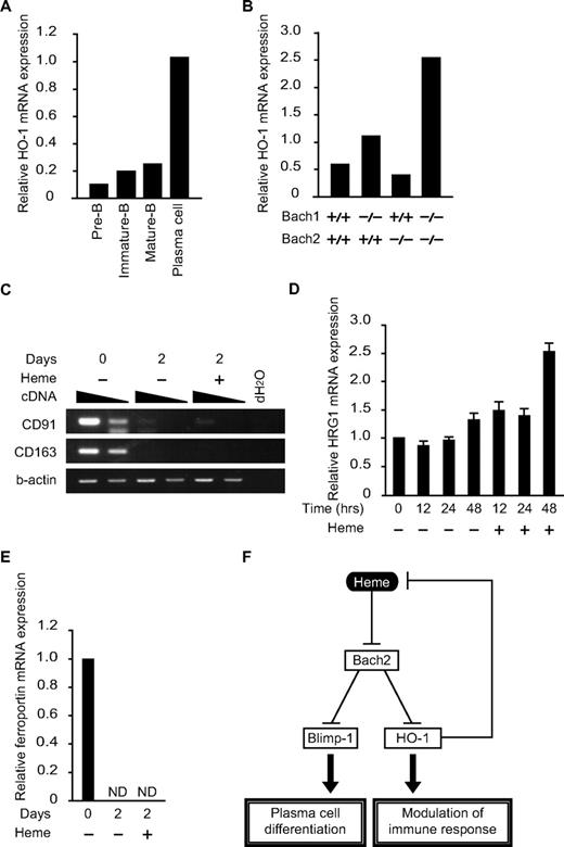 Figure 6. Expression of genes for heme metabolism in B and plasma cells. (A and B) The relative expression levels of HO-1 mRNA were determined at indicated developmental stages (A) or in B220low pro-B and pre-B cells of indicated genotypes (B) by qPCR. (C-E) Expression of indicated mRNAs (C, CD91 and CD163; D, HRG-1; E, ferroportin) in splenic B cells was determined. Cells were treated with LPS for indicated periods with or without heme. Two-fold dilutions of cDNA were compared in panel C. ND, not detectable. (F) A model for the function of heme in B cells. Heme regulates plasma cell differentiation and HO-1 expression by binding to Bach2. Because HO-1 degrades heme, the regulatory loop maintains intracellular heme levels within a certain range.