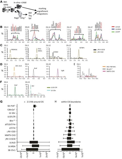 Figure 1. Identification of LV CISs in human HSPCs from hematochimeric mice and ALD clinical trial and comparative analysis of integration distribution within the CISs and in the surrounding chromosomal regions in datasets with documented insertional mutagenesis events. (A) Experimental strategy for LV integration site profiling in human CD34+ HSPCs derived from BM, MPB, and CB. On ex vivo transduction with LVs expressing a therapeutic (arylsulfatase A; LV.ARSA) or marker (LV.GFP) gene, cells were transplanted into immunodeficient mice (Rag2−/− Il2rg−/−), and a portion was cultured in vitro for 14 days. BM, thymus (Thy), and spleen (Spl) from mice that received a transplant were harvested 12 weeks after transplantation. Vector copy number, engraftment, and integration site analysis were then performed on the available samples. (B) Frequency distributions of LV integrations at 5 chromosomal regions targeted at high frequency. The bin size used for the chromosomal distributions is 1 Mb. The y-axis is the percentage of the total integrations of each dataset; the x-axis is chromosomal coordinates in megabase ×10. Genes at CIS locations are indicated for the ALD dataset and in red when common between the ALD and our datasets from panel A. (C) Frequency distributions of γRV integrations surrounding validated genotoxic CISs found in X-SCID and CGD clinical trials. (D) Frequency distributions of γ-retroviruses or SB transposon integrations surrounding validated genotoxic CISs found in tumors generated in different insertional mutagenesis studies. (E) Frequency distribution of SB transposon integrations at chromosome 1 near the transposon concatemer locus in transgenic mice. (F) Frequency distribution of genotoxic LV integrations targeting (left) Braf in hematopoietic tumors from Cdkn2a−/− mice and (right) the Ghr gene in IL-3–independent cell clones from Bokhoven et al.26 (G-H) Distribution of vector integrations around CIS centers. (G) Tukey box-and-whisker graph representing the distance of vector integrations from the center of CISs found in each dataset in a ± 2.5-Mb region (x-axis, units in base pair). (H) Tukey box-and-whisker graph representing the distance of vector integrations from the center of each CIS within the CIS interval. The center of each CIS was calculated as the position closest to the highest number integrations within the CIS interval. The tighter clustering of genotoxic integrations within CIS boundaries, although suggestive of positional constrains for cancer gene–activating integrations, it does not test if the integration frequency at the CIS is significantly different with respect to other regions and therefore cannot be used to discriminate between different CIS types.