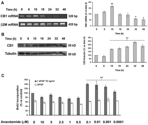 Figure 1. CB1 expression is regulated during the angiogenic process. Expression levels of CB1 were determined by RT-PCR (A) and Western blotting (B) at increasing time points from angiogenic stimulation of quiescent cells. Vertical lines have been inserted to indicate a repositioned gel lane. The histograms report the quantification of the intensity bands expressed as mean ± SD of 3 independent experiments (ANOVA vs control, *P < .05, **P < .01). (C) BrdU incorporation levels expressed as mean ± SD (relative percentage vs control) of 3 independent experiments in triplicates.