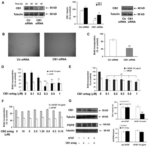 Figure 2. CB1 inactivation inhibits endothelial cell proliferation. (A) HUVECs were transfected with either control siRNA or CB1-siRNA for 24 and 48 hours and the lysates were analyzed by immunoblot for CB1 and CB2 expression. (B) HUVECs transfected with either control-siRNA or CB1-siRNA for 24 hours were photographed. Magnification, ×10. (C) BrdU incorporation levels of bFGF-stimulated HUVECs expressed as mean ± SD (relative percentage vs control) of 3 independent experiments in triplicates. (D-F) HUVECs were pretreated or not with CB1 antagonist (30 minutes; D) or CB2 antagonist (30 minutes; F), then stimulated (black bars) or not (white bars) with bFGF (10 ng/mL, 24 hours; D, F) or VEGF (10 ng/mL, 24 hours; E). (G) Lysates were analyzed for CB1 and FGFR expression. Vertical lines have been inserted to indicate a repositioned gel lane. (A,G) Histograms report the quantification of the intensity of the bands calibrated to the intensity of tubulin bands (mean ± SD of 3 independent experiments; ANOVA vs control, *P < .05, **P < .01, ***P < .001).