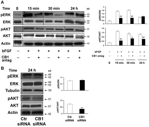 Figure 3. CB1 inactivation interferes with ERK and Akt signaling pathways involved in angiogenesis. (A) Western blot of endothelial cells pretreated with CB1 antagonist SR141716 (30 minutes, 0.3μM) and stimulated with bFGF (10 ng/mL) for increasing time points (0, 15 minutes, 30 minutes, 24 hours). Vertical lines have been inserted to indicate a repositioned gel lane. (B) Western blot of endothelial cells transfected with either control siRNA or CB1-siRNA for 24 hours. (A-B) Quantification of the intensity of the bands calibrated to the intensity of total protein bands and loading control (means ± SD; ANOVA vs control, **P < .01).