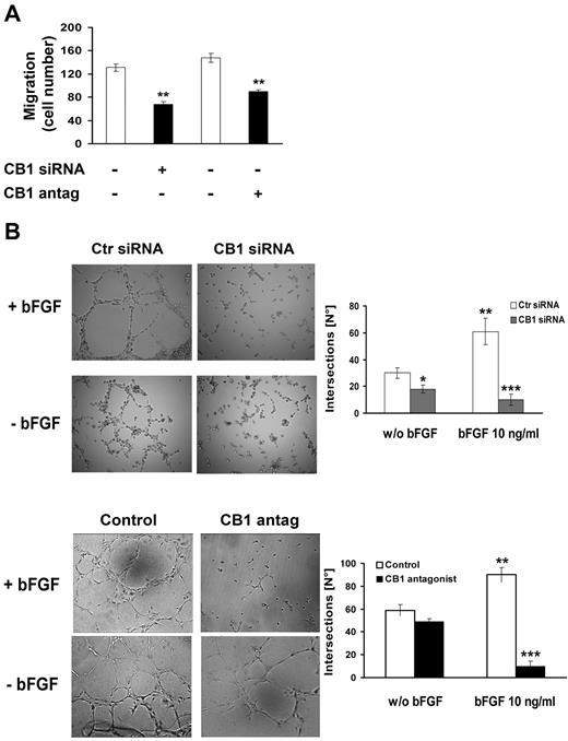Figure 4. CB1 inactivation inhibits migration and capillary-like tube formation of endothelial cells. (A) HUVECs transfected with either control siRNA or CB1-siRNA for 24 hours or pretreated or not with CB1 antagonist (0.3μM, 30 minutes) were assayed in the Transwell migration assay using bFGF as chemoattractant (10 ng/mL, 4 hours). The graph reports the mean ± SD of 3 independent experiments in triplicates expressed as percentage of migrated cells. Basal migration in the absence of bFGF (chemokinesis) was subtracted from each point (ANOVA, **P < .01 vs control). (B) HUVECs transfected with either control siRNA or CB1-siRNA for 24 hours or pretreated or not with CB1 antagonist (0.3μM, 30 minutes) were stimulated or not with bFGF (10 ng/mL, 6 hours). Magnification, ×10. Histograms represent the number of intersections for control (white bars) and CB1 antagonist-treatment (black bars; mean ± SD from 4 independent experiments; ANOVA, **P < .01, ***P < .001).