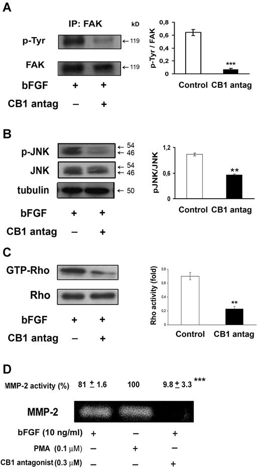 Figure 5. CB1 antagonism inhibits FAK, JNK, Rho, and MMP-2 activation. Endothelial cells were pretreated with CB1 antagonist (30 minutes, 0.3μM) and stimulated with bFGF (10 ng/mL) for 24 hours. (A) Anti-FAK immunoprecipitates (IPs) were analyzed with anti-phosphotyrosine antibody. (B) Western blot analysis of extracts using phospho-JNK (Thr183/Tyr185) antibody. (C) Rho activity (level of GTP-bound Rho) was detected by Western blotting. (A-C) Quantification of the intensity of bands calibrated to the intensity of total protein bands (means ± SD; ANOVA vs control, **P < .01, ***P < .001). (D) MMP-2 activity was detected by gelatin zymography. HUVECs stimulated with PMA (0.1mM, 24 hours) were used as positive control for MMP-2 activity. The relative pixel density for the 72 kDa MMP-2 is shown. Data are presented as mean ± SE of 3 independent experiments (ANOVA, ***P < .001 vs control).