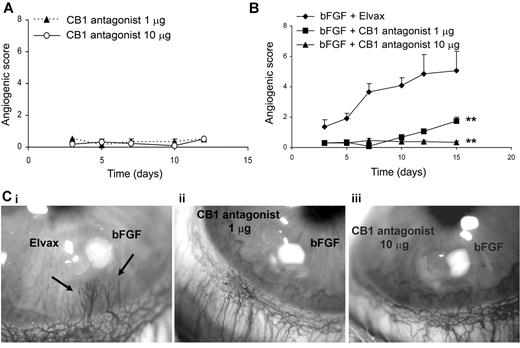 Figure 6. Corneal implantation of CB1 antagonist inhibits growth factor stimulated angiogenesis in the rabbit cornea. (A) Absence of angiogenic and inflammatory activity of CB1 antagonist (1 μg and 10 μg/pellet) implanted in the corneal stroma reported as angiogenic score (number of vessels × distance from the limbus; means ± SEM) during time (days; n = 6 implants). (B) Antiangiogenic activity on bFGF-induced neovascularization (200 ng/pellet), reported as angiogenic score (mean ± SEM; n = 6) during time (days). ANOVA, **P < .01 for CB1 antag.+bFGF vs Elvax+bFGF. (Ci-iii) bFGF+Elvax (i), CB1 antag 1 μg+bFGF (ii), CB1 antag 10 μg+bFGF (iii). Stereomicroscopic examination (18× original magnification) at day 12 after implantation. Arrows indicate the newly formed vessels.